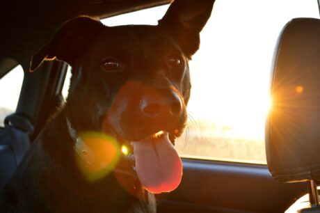 A panting dog in the car on a hot day.